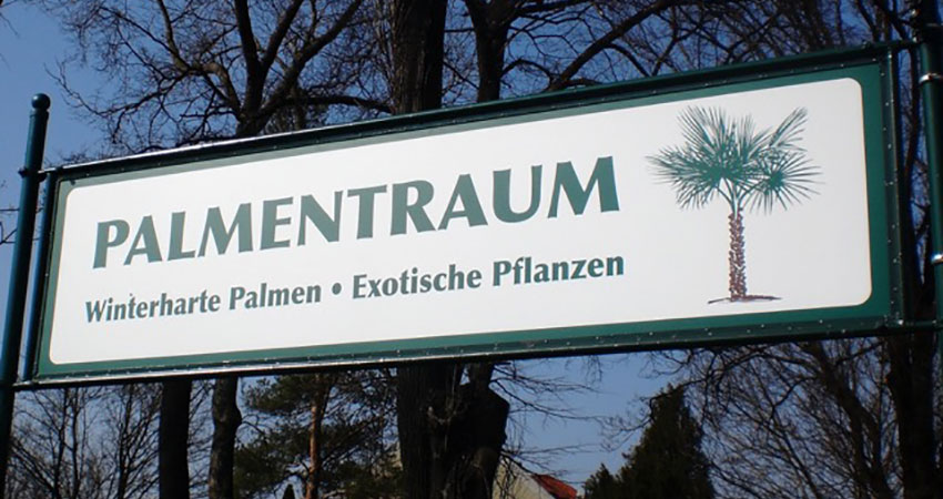 Winterharte Palmen Exotische Pflanzen Palmentraum