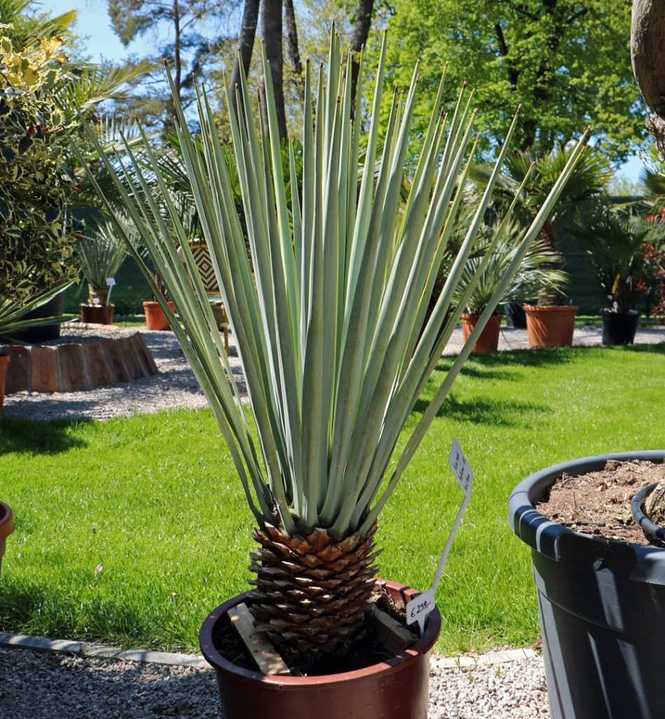 Yucca rigida | Palmentraum